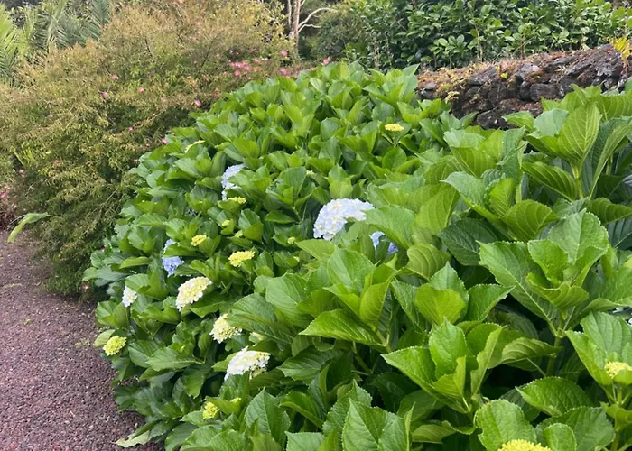 A Casa Amarela Capelas