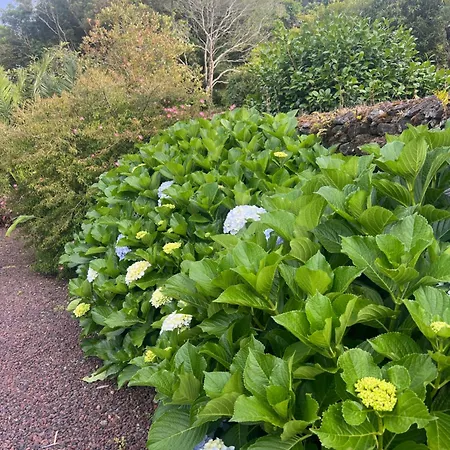 A Casa Amarela Capelas (Sao Miguel)